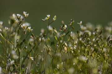 Fototapeta premium Small flowering plants that sprang up in the first days of spring. Spring wild plants. Natural background