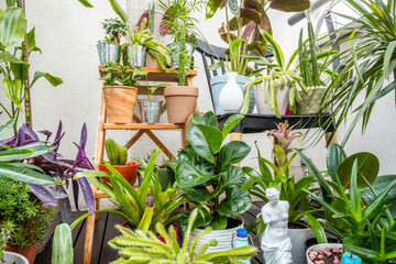 Set of assorted indoor decorative plants with cacti, pachira aquatica, palam, olive, aloe vera,...