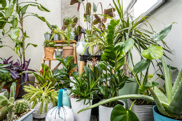 Set of assorted indoor decorative plants with cacti, pachira aquatica, palam, olive, aloe vera, candles, zamioculca, adam's rib, croton petra and pots © Toyakisfoto.photos