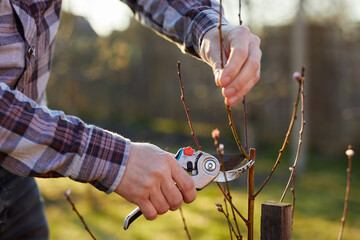 A gardener prunes a new young fruit tree