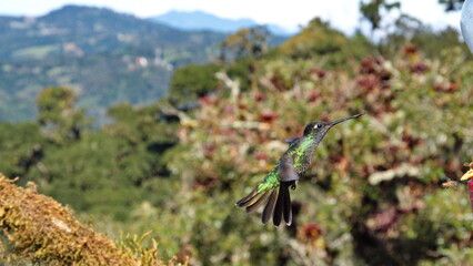 Talamanca hummingbird (Eugenes spectabilis) in flight at the high altitude Paraiso Quetzal Lodge outside of San Jose, Costa Rica