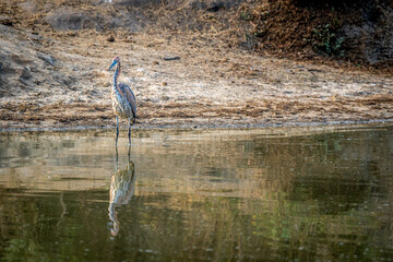 Goliath heron standing in the water.
