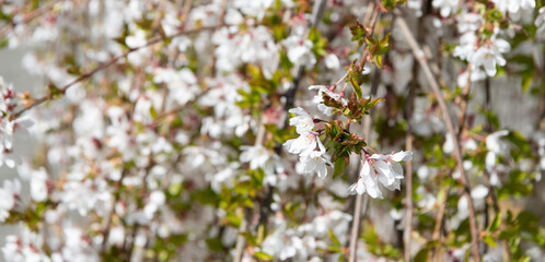 white flowers of sakura tree in full spring bloom