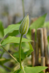 Clematis Red Cardinal