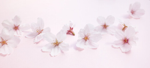 Naklejka na ściany i meble 散らばる桜の花