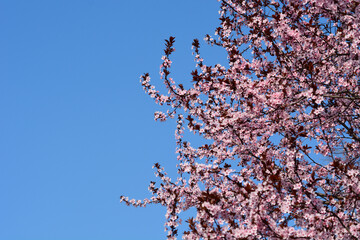 Black Cherry Plum