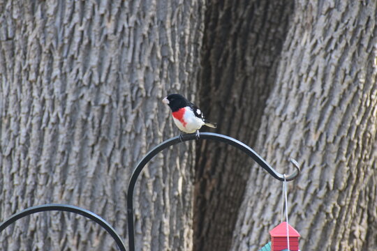 Grosbeak