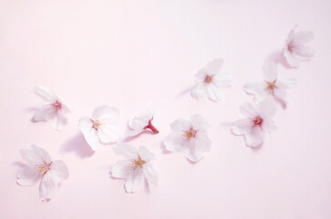 Fototapeta na wymiar 散らばる桜の花 