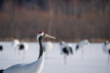 The red-crowned crane (Grus japonensis)