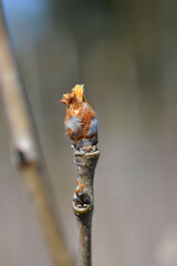 Pear tree Abate Fetel