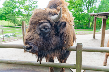 big bison head in zoo park outdoor © be free