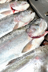 prepared Salmon on a fishmongers slab - 497095207