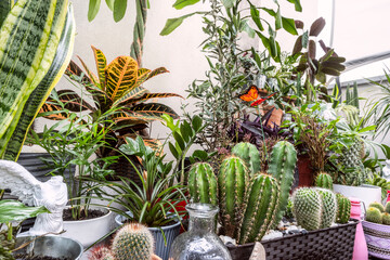 Group of decorative indoor plants with assorted cacti, palms, zamioculcas, croton petras, lucky...