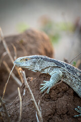Rock monitor lizard standing on a termite mount.