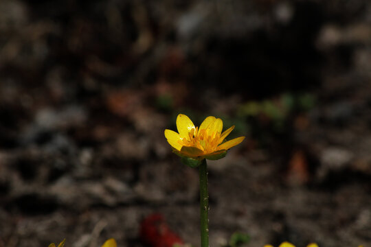 Yellow Garden Flowers On A Dark Background 