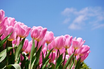 Pink tulips (Tulip Synaeda Amor) bloom under . Triumph Tulip Synaeda Amor opens deep pink and fades to a lovely shade of soft pink flushed with a lilac pink. 