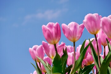 Pink tulips (Tulip Synaeda Amor) bloom under . Triumph Tulip Synaeda Amor opens deep pink and fades to a lovely shade of soft pink flushed with a lilac pink. 