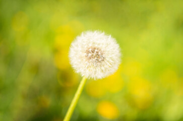 white dandelion blowball flower on natural background. macro. nature beauty. selective focus