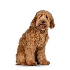Adorable red  abricot Cobberdog aka Labradoodle dog puppy,sitting up side ways. Looking straight to camera. Isolated on white background.