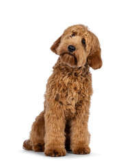 Adorable red  abricot Cobberdog aka Labradoodle dog puppy,sitting facing front. Looking curiously side ways with cute head tilt. Isolated on white background.