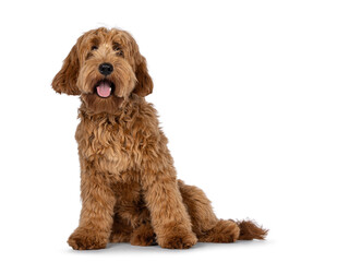 Adorable red  abricot Cobberdog aka Labradoodle dog puppy,sitting up facing front. Looking curiously straight to camera with pink tongue out. Isolated on white background.