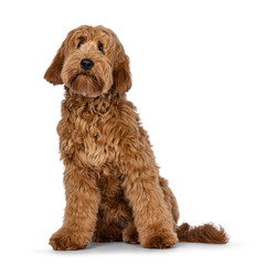 Adorable red  abricot Cobberdog aka Labradoodle dog puppy,sitting facing front. Looking curiously beside camera. Isolated on white background.