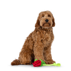 Adorable red  abricot Cobberdog aka Labradoodle dog puppy,sitting side ways with toy looking like  a rose. Eyes shut. Isolated on white background.