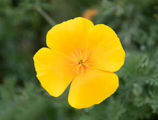 Obraz premium closeup of orange yellow eschscholzia flower. spring flowers on natural background