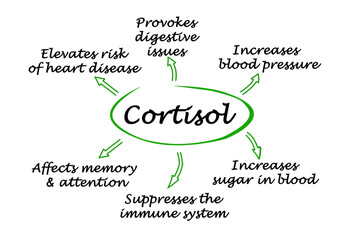 Effects of cortisol on organism