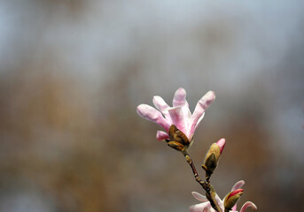 Magnolia blossom in spring in a garden