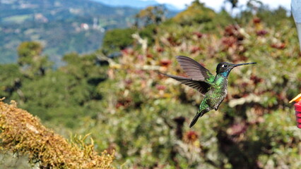 Talamanca hummingbird (Eugenes spectabilis) in flight at the high altitude Paraiso Quetzal Lodge...