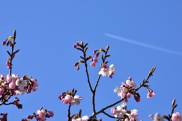 春の訪れ　咲き始めの桜と飛行機雲