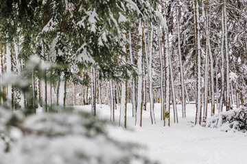 Park SKaryszewski drzewa i śnieg na pniach