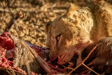 Close up of Lions feeding on a carcass.