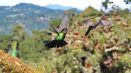 Hummingbirds in flight at the high altitude Paraiso Quetzal Lodge outside of San Jose, Costa Rica