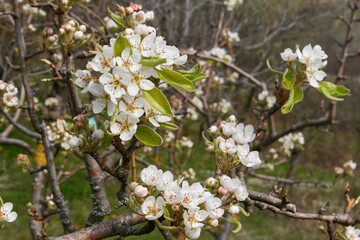 Pyrus communis in bloom

