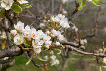 Pyrus communis in bloom
