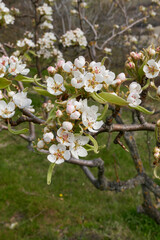 Pyrus communis in bloom
