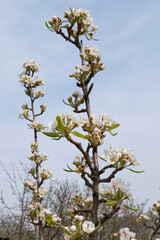 Pyrus communis in bloom
