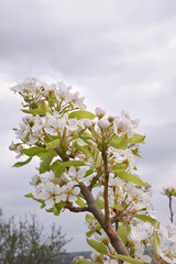 Pyrus communis in bloom
