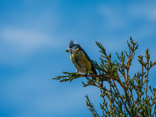 Great Tit sitting on a tree branch