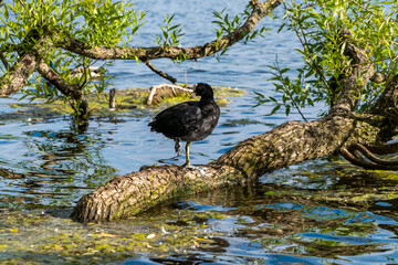 Russia. Peterhof. June 14, 2021. A coot cleans feathers standing on a tree trunk submerged in water.