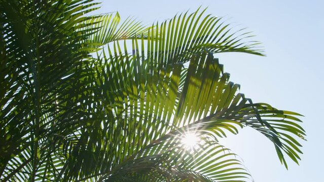slow motion of green palm leaf with blowing wind on sky and sunlight and sunbeam, summer concept, beauty in nature, low angle