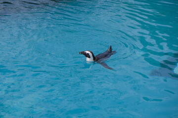 Single penguin, black and white color of penguin inside turqoise color pond.