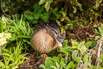 Female mallard wild duck closeup near pond