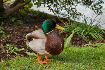 Male mallard wild duck closeup near pond