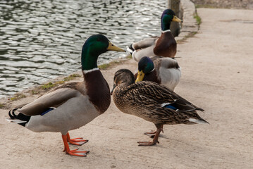 Male and female mallard wild ducks closeup
