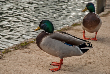 Male mallard wild duck closeup near pond