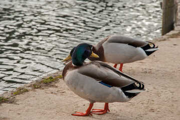 Male mallard wild duck closeup near pond
