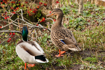 Male and female mallard wild ducks closeup